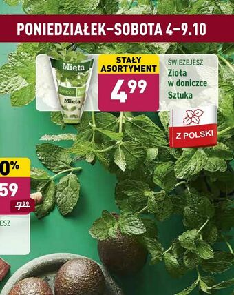 ALDI Zioła w doniczce oferta
