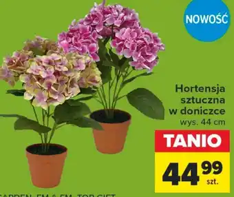 Carrefour Hortensja oferta