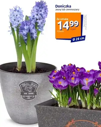 Action Doniczka oferta