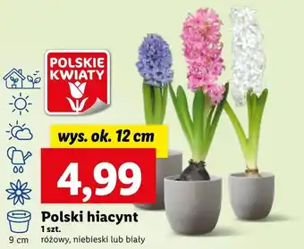 Lidl Hiacynt oferta