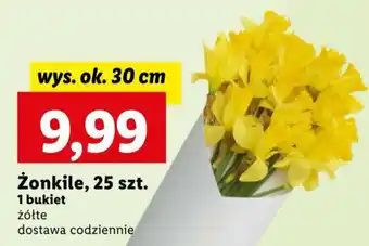 Lidl Żonkile, 25 szt. oferta