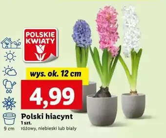 Lidl Polski hiacynt 1 szt. oferta