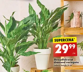 Biedronka Skrzydłokwiat diamond variegata szt. oferta