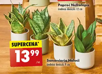 Biedronka Sansevieria Hahnii szt. oferta