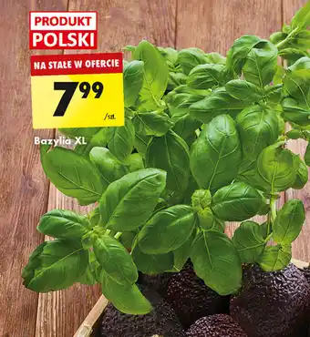 Biedronka Bazylia XL szt. oferta