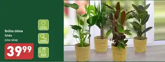 ALDI Roślina zielona oferta