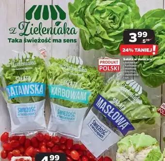 Netto Sałata w doniczce oferta