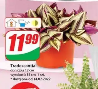 Biedronka Tradescantia 12 cm 1 SZT oferta