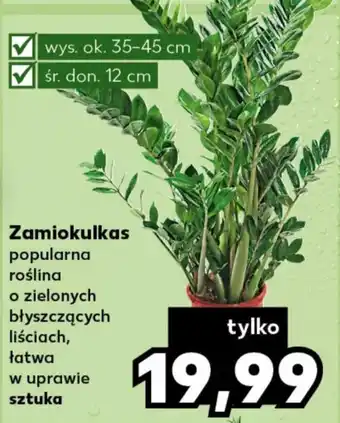 Kaufland Zamiokulkas oferta