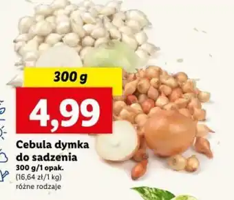 Lidl Cebula dymka do sadzenia 300 g oferta