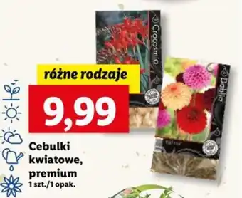 Lidl Cebulki kwiatowe premium 1szt. oferta