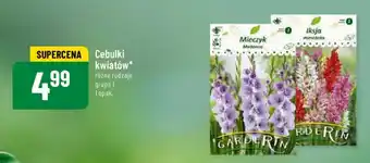 Cebulki kwiatów grupa 1