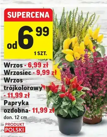 Intermarche Wrzos, Wrzosiec, Wrzos trójkolorowy, Papryka ozdobna oferta