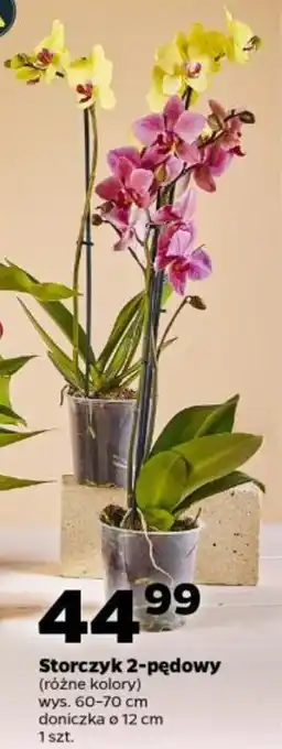 Netto Storczyk 2 pędowy oferta