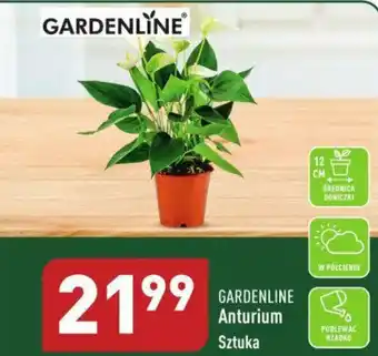 ALDI GARDENLINE Anturium oferta