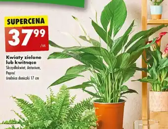 Biedronka Kwiaty zielone lub kwitnące Skrzydłokwiat Anturium Paproć oferta