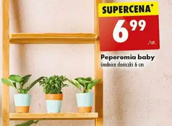 Biedronka Peperomia baby oferta