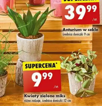 Biedronka Kwiaty zielone miks oferta
