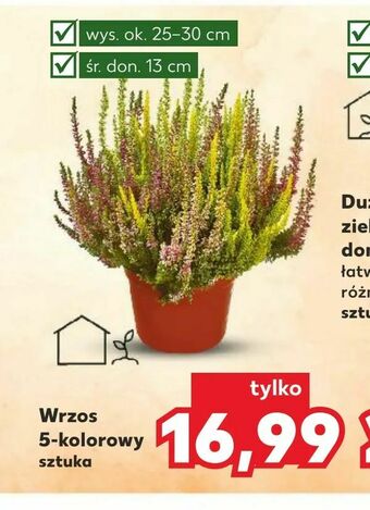 Kaufland Wrzos 5-kolorowy oferta