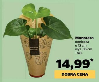 Netto Monstera oferta