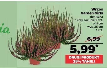 Netto Wrzos Garden Girls oferta