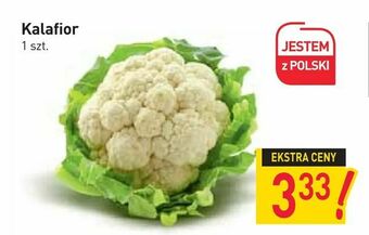 Stokrotka Kalafior oferta
