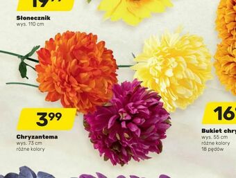 Bricomarche Chryzantema oferta