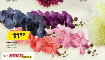 Bricomarche Storczyk oferta