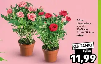 Kaufland Róża, wys. ok 25-30 cm, śr. don. 10,5 cm sztuka oferta