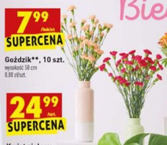 Biedronka Goździki 10szt. oferta