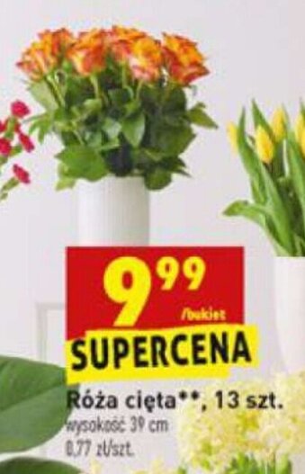 Biedronka Róża cięta 13 szt. oferta