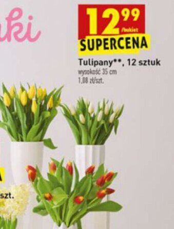 Biedronka Tulipan 12 szt. oferta