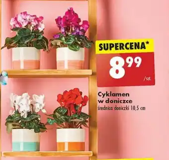 Biedronka Cyklamen w doniczce średnica doniczki 10,5 cm oferta