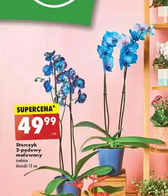 Biedronka Storczyk 2-pędowy malowany oferta