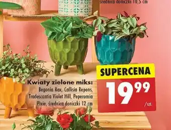 Biedronka Kwiaty zielone miks oferta