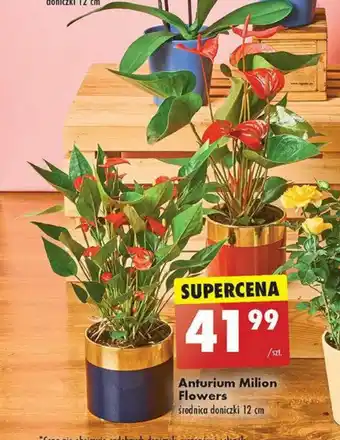 Biedronka Anturium Milion Flowers oferta