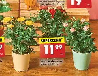 Biedronka Róża w doniczce średnica doniczki 13 cm oferta