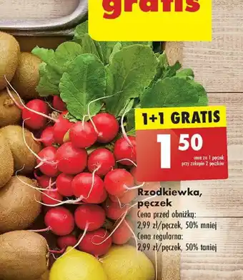 Biedronka Rzodkiewka, pęczek oferta
