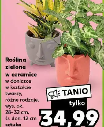 Kaufland Roślina zielona w ceramice w doniczce w kształcie twarzy, wys. ok. 28-32 cm, śr. don. 12 cm oferta