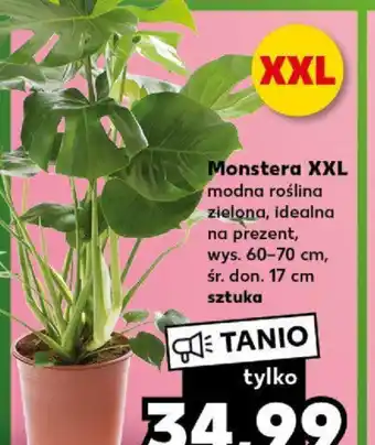 Kaufland Monstera XXL modna roślina zielona, idealna na prezent, wys. 60-70 cm, śr.don. 17 cm oferta