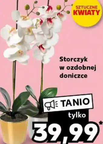 Kaufland Storczyk w ozdobnej doniczce oferta