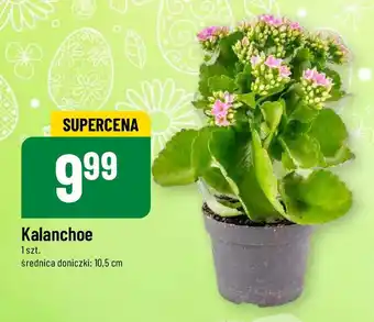 Polomarket Kalanchoe 1 szt. oferta