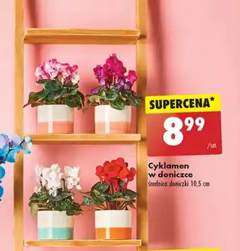 Biedronka Cyklamen oferta