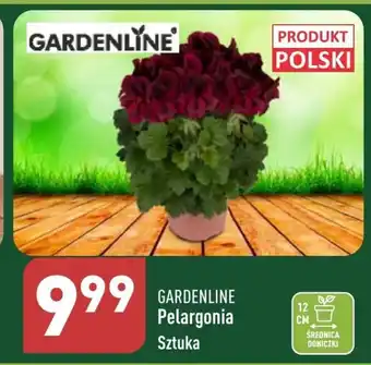 ALDI Pelargonia Gardenline oferta