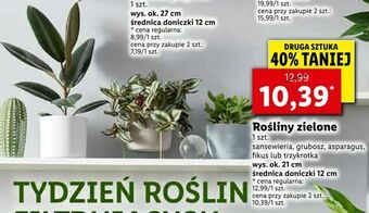 Lidl Rośliny zielone oferta