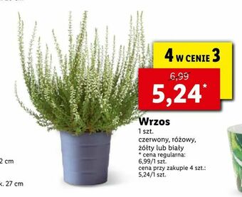 Lidl Wrzos oferta