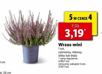 Lidl Wrzos mini oferta