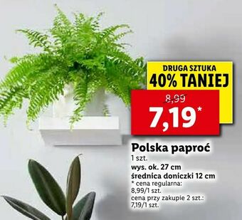 Lidl Polska paproć oferta
