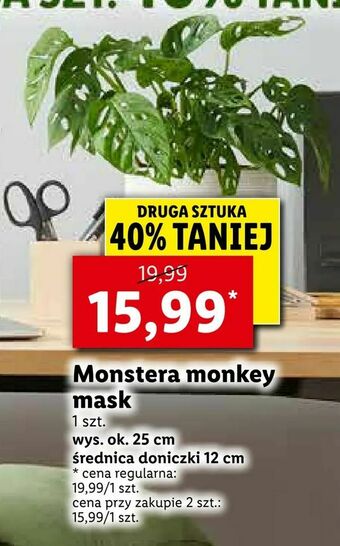 Lidl Monstera monkey mask oferta