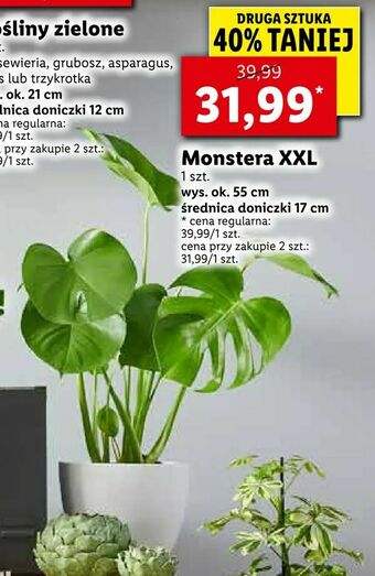 Lidl Monstera XXL oferta